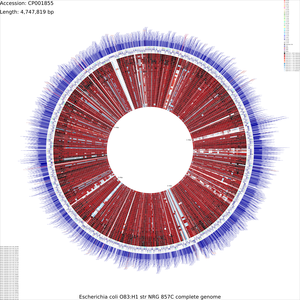 CDS_vs_CDS_x-large