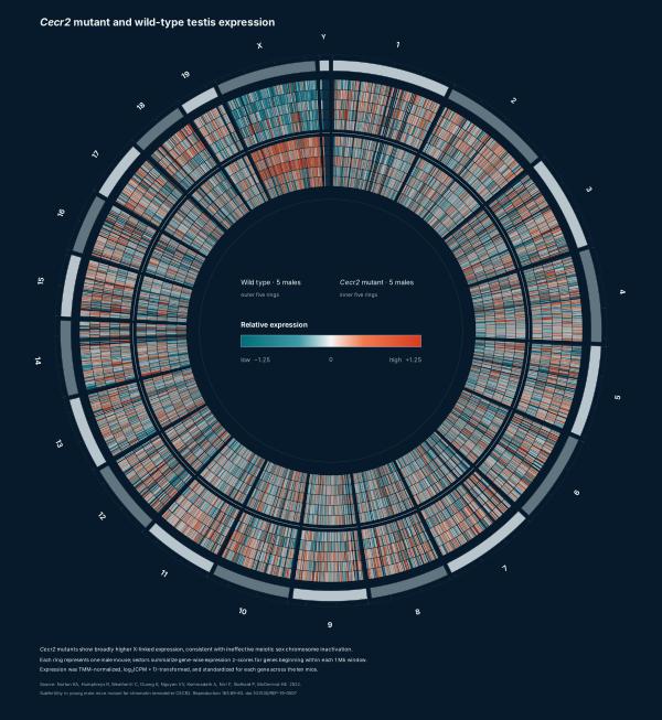 Circular genome-wide testis expression profiles from five male Cecr2 mutants and five wild-type mice, showing broadly higher X-linked expression in mutants