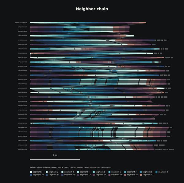 Segment-colored neighbor-chain comparative genome ribbon plot generated with genome-loom